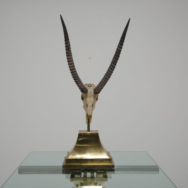 Taxidermy Study of Gazelle With Antlers by Anthony Redmile, London, 1970s.
