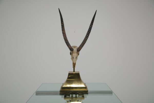 Taxidermy Study of Gazelle With Antlers by Anthony Redmile, London, 1970s.